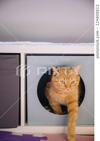 Orange cat exploring a cube-shaped enclosure in a cozy indoor space during daytime Orange cat exploring a cube-shaped enclosure in a cozy indoor space during daytime 124808813