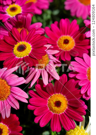 瑪格麗特 瑪格麗特 124809164