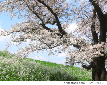 東京大田區 多摩川 21世紀櫻花樹 124809433