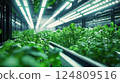 Indoor Hydroponic Basil Plant Under LED Lights 124809516