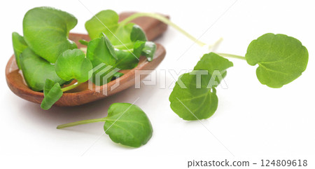 Fresh organic watercress 124809618