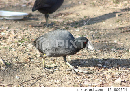 A quiet winter scene with a coot standing there A quiet winter scene with a coot standing there 124809754