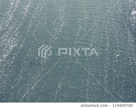 Gradation of the river and cherry blossoms 124809780