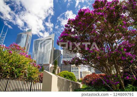 View of the city skyscrapers from the Royal Botanic Gardens in Sydney, New South Wales, Australia View of the city skyscrapers from the Royal Botanic Gardens in Sydney, New South Wales, Australia 124809791