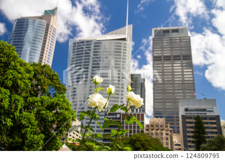 View of the city skyscrapers from the Royal Botanic Gardens in Sydney, New South Wales, Australia View of the city skyscrapers from the Royal Botanic Gardens in Sydney, New South Wales, Australia 124809795