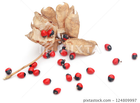 Abrus precatorius or Indian liquorice Seeds 124809997