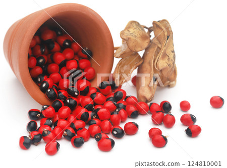 Abrus precatorius or Indian liquorice Seeds over white background 124810001