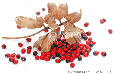 Abrus precatorius or Indian liquorice Seeds over white background Abrus precatorius or Indian liquorice Seeds over white background 124810003