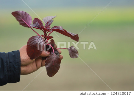 Red amaranth freshly harvested Red amaranth freshly harvested 124810017