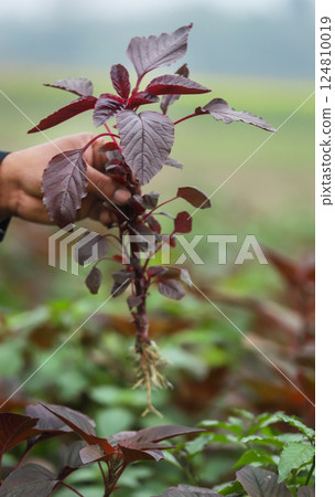 Red amaranth freshly harvested Red amaranth freshly harvested 124810019