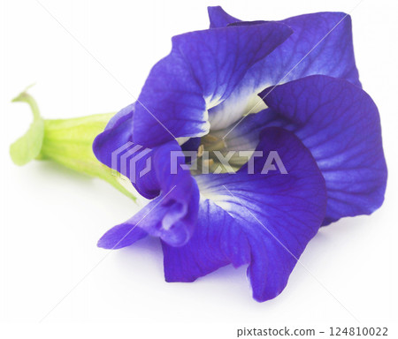 Clitoria ternatea or blue aparajita flower Clitoria ternatea or blue aparajita flower 124810022