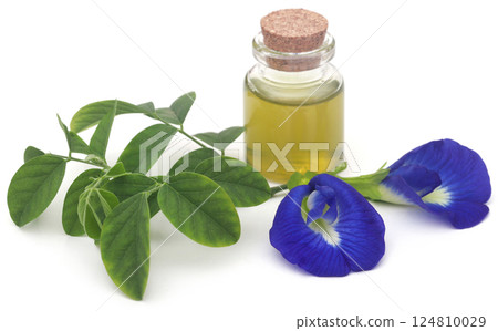 Clitoria ternatea or blue aparajita flower 124810029