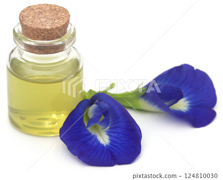 Clitoria ternatea or blue aparajita flower Clitoria ternatea or blue aparajita flower 124810030