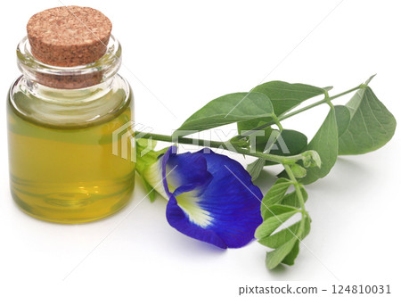 Clitoria ternatea or blue aparajita flower 124810031