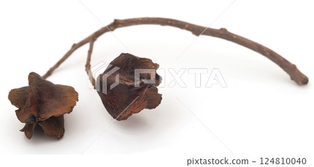 Ayurvedic arjun fruit 124810040