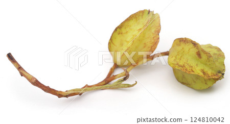 Ayurvedic arjun fruit 124810042