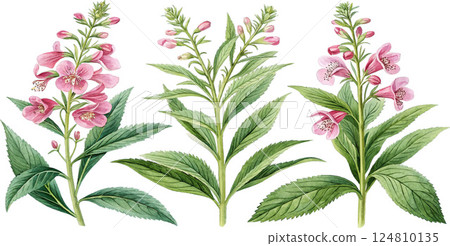 Pink Flower Watercolor Botanical Illustration Pink Flower Watercolor Botanical Illustration 124810135