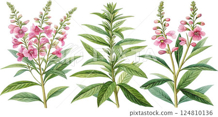 Watercolor Botanical Illustration Watercolor Botanical Illustration 124810136