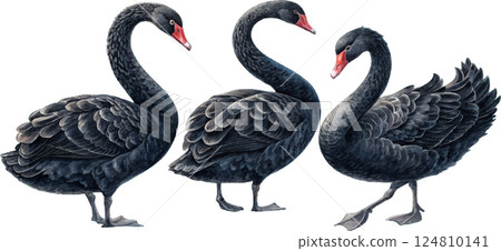 Three Black Swans 124810141