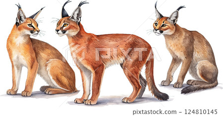 Three Caracals 124810145