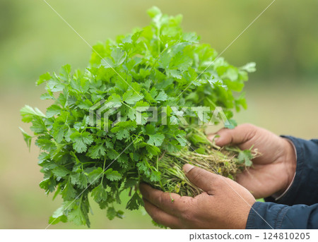 Fresh bunch of coriander leaves 124810205