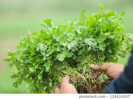 Fresh bunch of coriander leaves Fresh bunch of coriander leaves 124810207