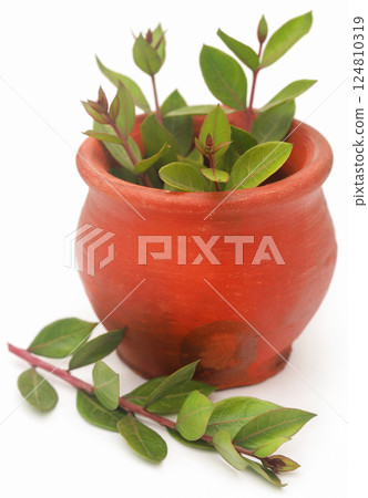 Henna leaves 124810319