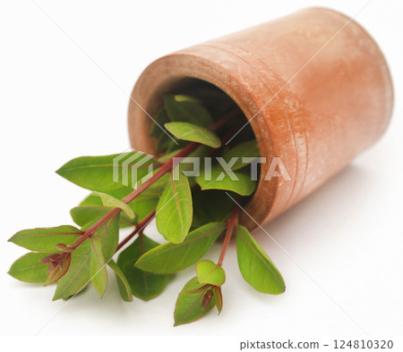 Henna leaves 124810320