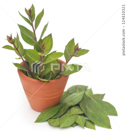 Henna leaves over white background Henna leaves over white background 124810321