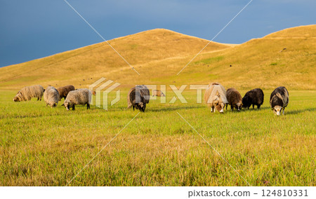 Sheep grazing at Herstedhoje Nature Center of Denmark 124810331