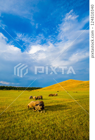 Sheep grazing at Herstedhoje Nature Center of Denmark Sheep grazing at Herstedhoje Nature Center of Denmark 124810340