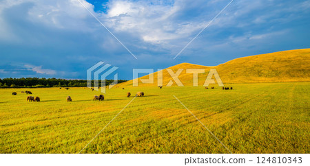 Sheep grazing at Herstedhoje Nature Center of Denmark 124810343