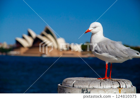 澳洲新南威爾斯州雪梨的銀鷗與世界遺產歌劇院 124810375
