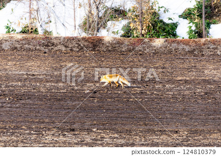 A red fox searches for food in Hokkaido in early spring A red fox searches for food in Hokkaido in early spring 124810379