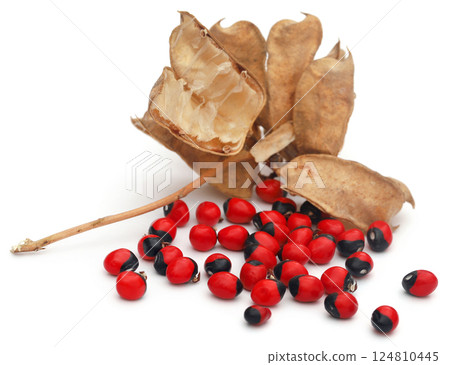 Abrus precatorius or Indian liquorice Seeds Abrus precatorius or Indian liquorice Seeds 124810445