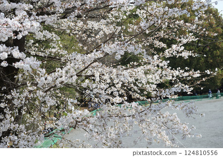 Cherry blossoms 124810556