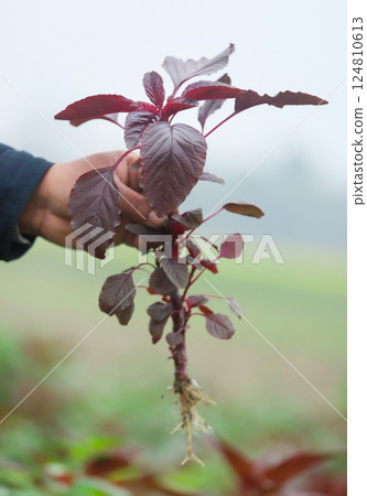 Red amaranth freshly harvested 124810613