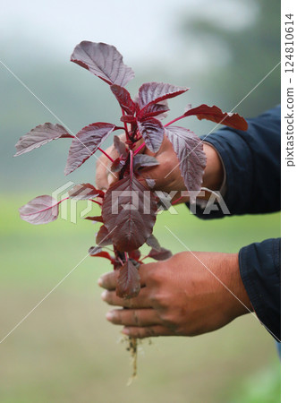 Red amaranth freshly harvested 124810614