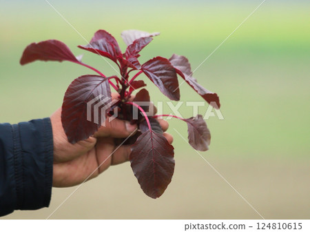 Red amaranth freshly harvested 124810615