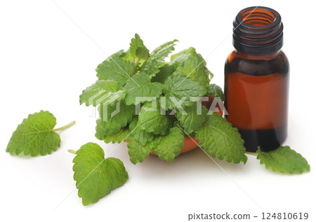 Lemon balm leaves with essential oil Lemon balm leaves with essential oil 124810619