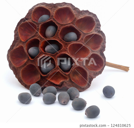 Lotus seed Lotus seed 124810625