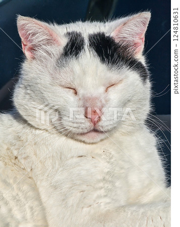 Sleepy cat soaking in warm sun 124810631