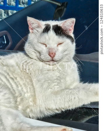 Sleepy cat soaking in warm sun Sleepy cat soaking in warm sun 124810633