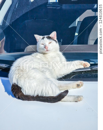 Sleepy cat soaking in warm sun Sleepy cat soaking in warm sun 124810635