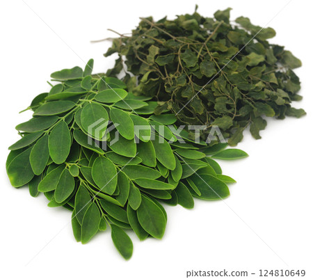 Moringa leaves 124810649