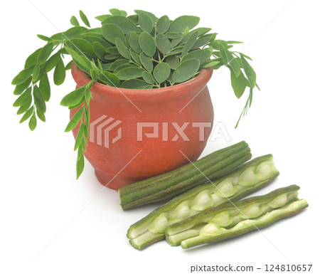 Edible moringa with fresh leaves 124810657
