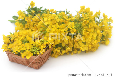 Closeup of mustard flower 124810681