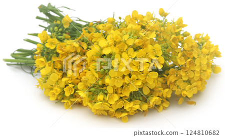 Closeup of mustard flower Closeup of mustard flower 124810682