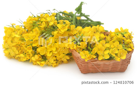 Closeup of mustard flowers Closeup of mustard flowers 124810706