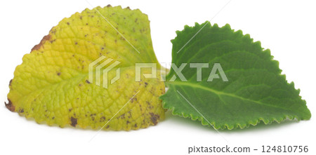 Oregano leaves Oregano leaves 124810756